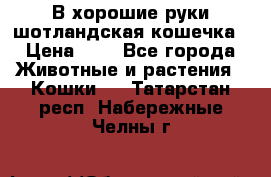 В хорошие руки шотландская кошечка › Цена ­ 7 - Все города Животные и растения » Кошки   . Татарстан респ.,Набережные Челны г.